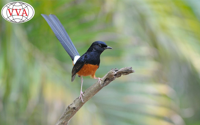 Hình 2: Chim chích chòe 